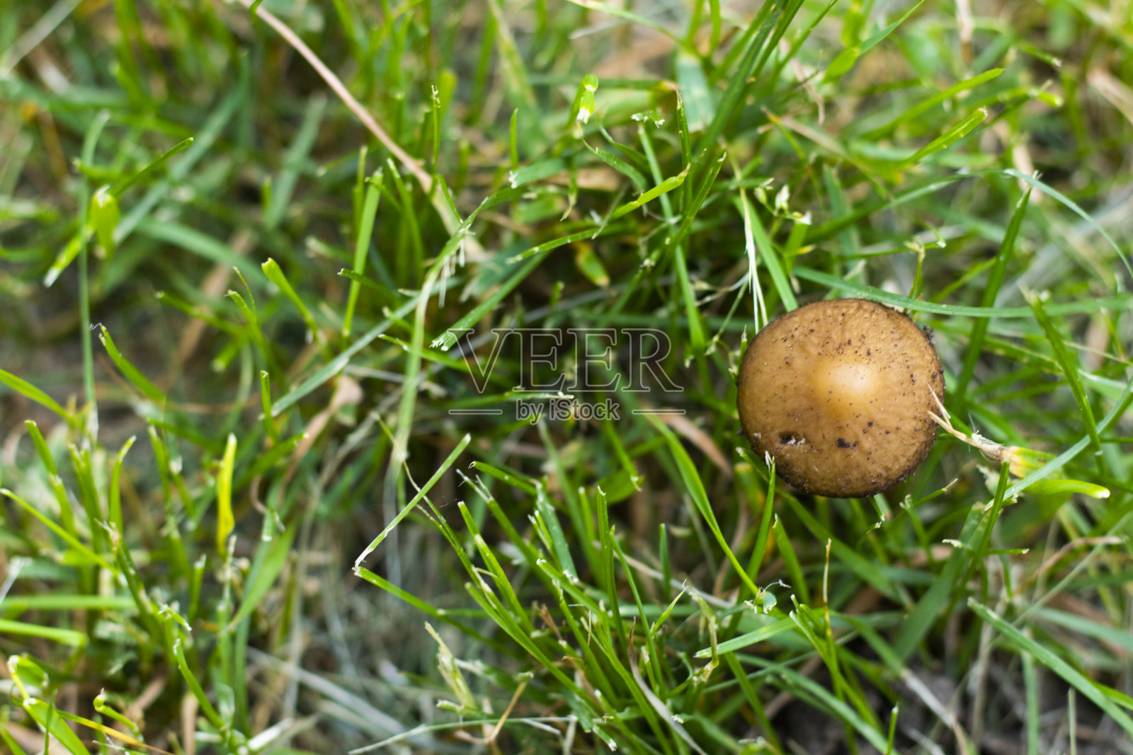 牛蒡科,牛蒡属照片摄影图片