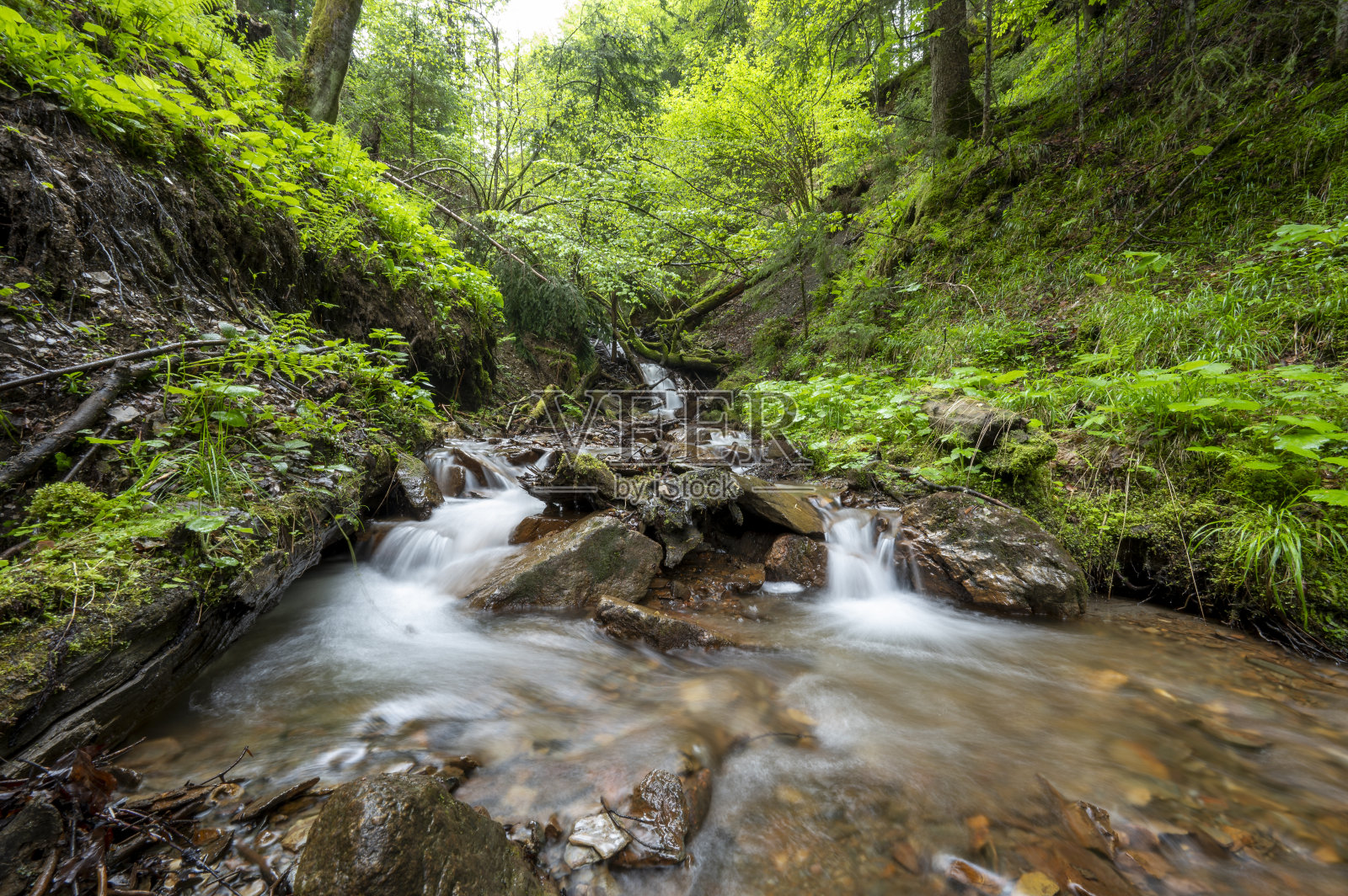 奥地利克恩顿州穆里耶夫自然保护区森林中的溪流照片摄影图片