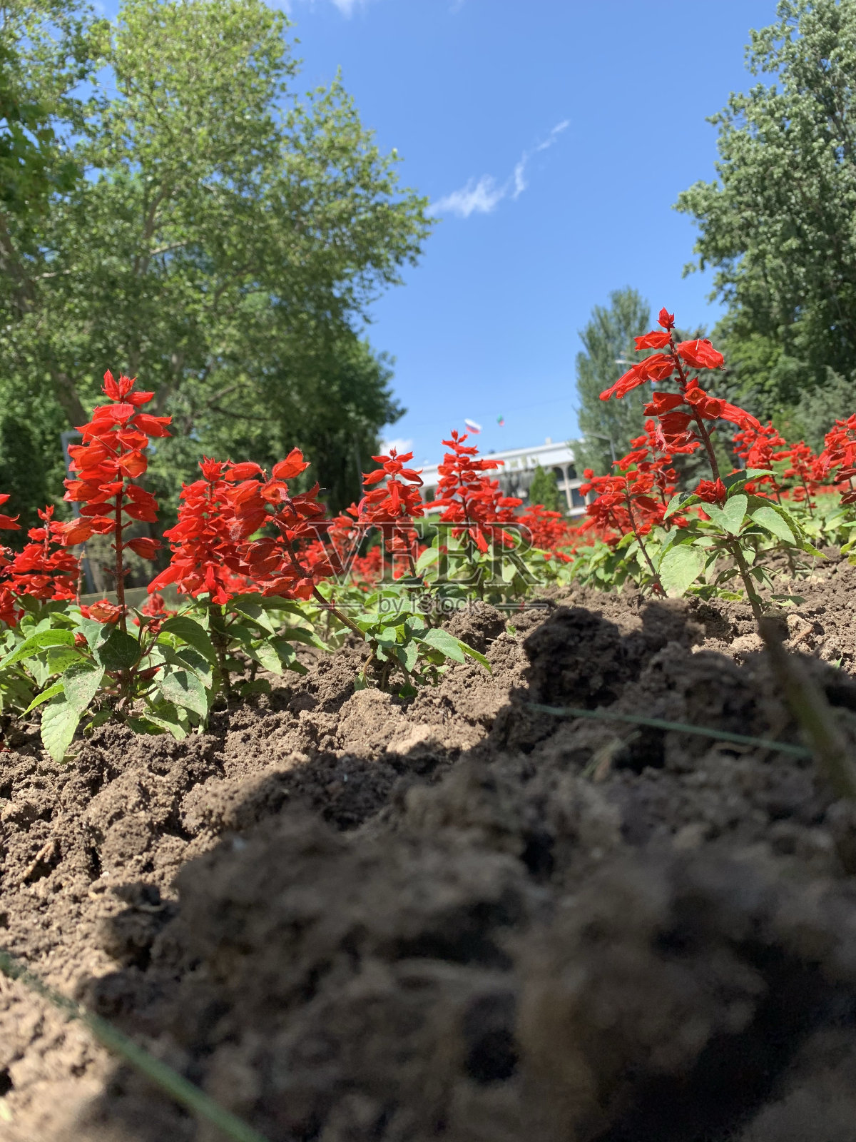 红色的野花照片摄影图片