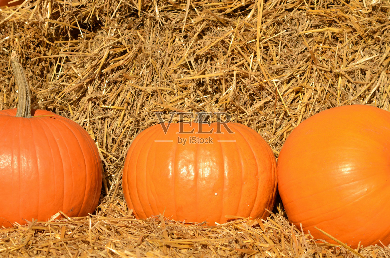 万圣节的装饰品。干草堆里漂亮的大南瓜。照片摄影图片