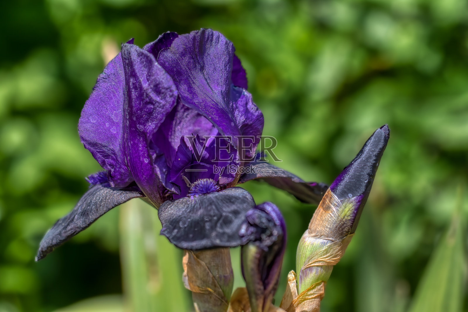 黑曜石虹膜照片摄影图片