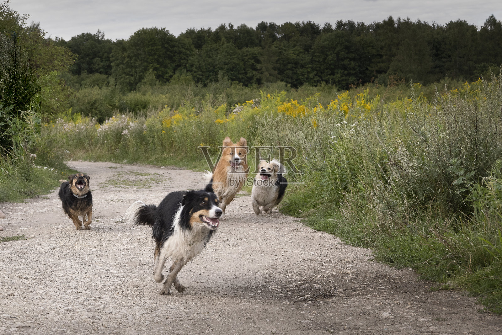 狗的游戏3照片摄影图片