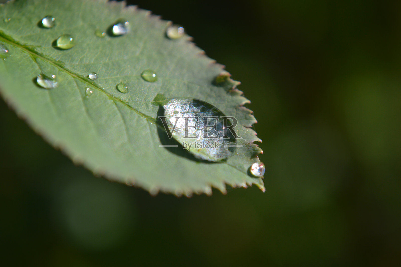 雨滴照片摄影图片