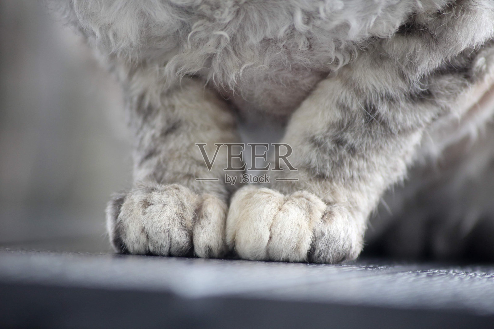 德文雷克斯爪子照片摄影图片