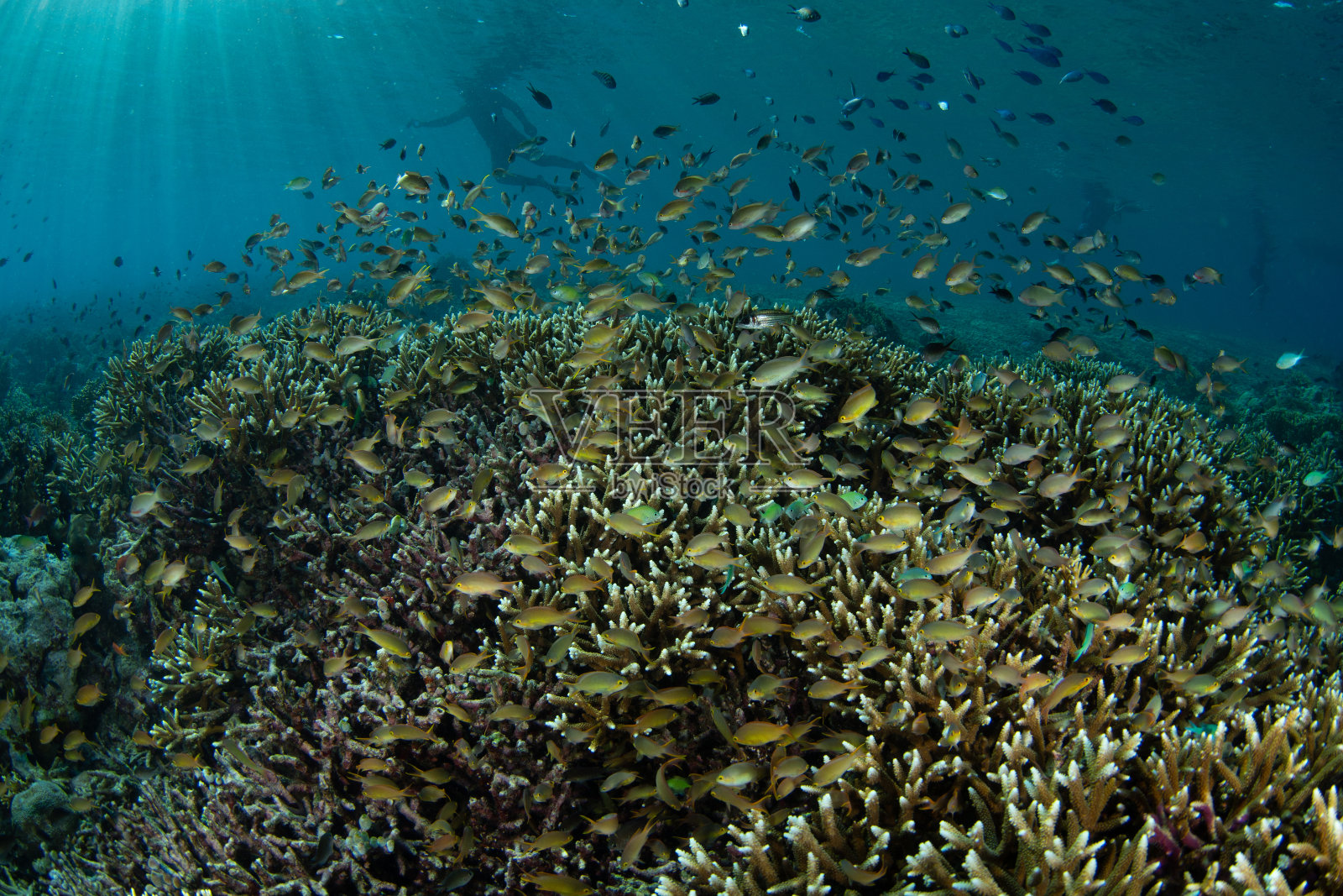 印度尼西亚的珊瑚、鱼和浮潜者照片摄影图片