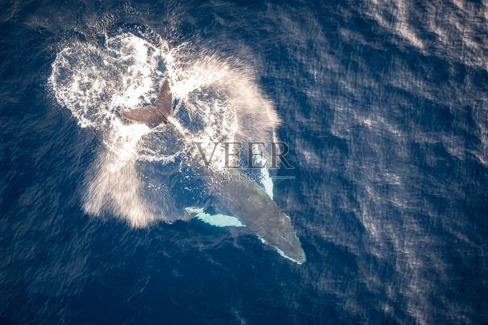小座头鲸在水里玩耍照片摄影图片