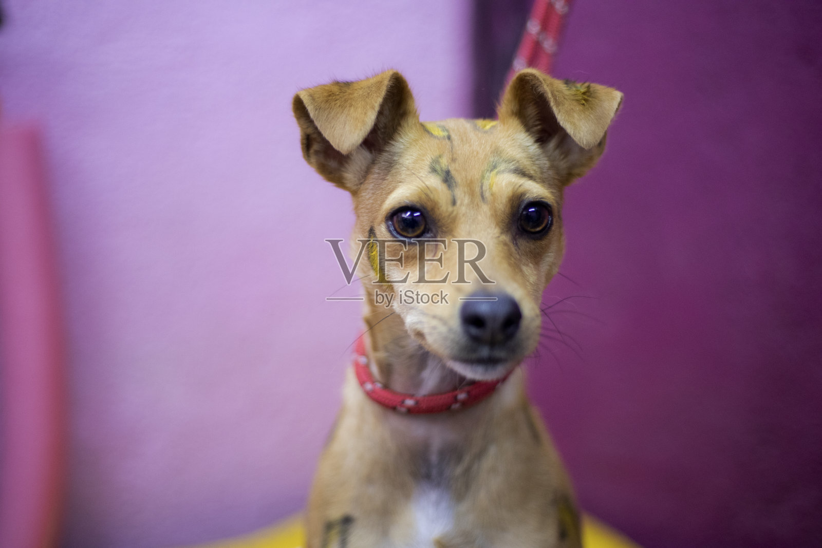 彩绘狗画像照片摄影图片