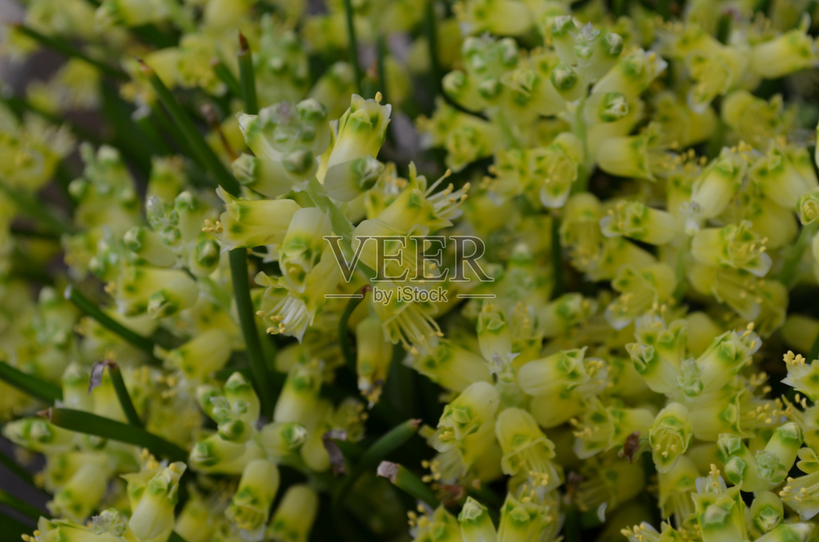 惊人的收集浅黄色和白色的花照片摄影图片