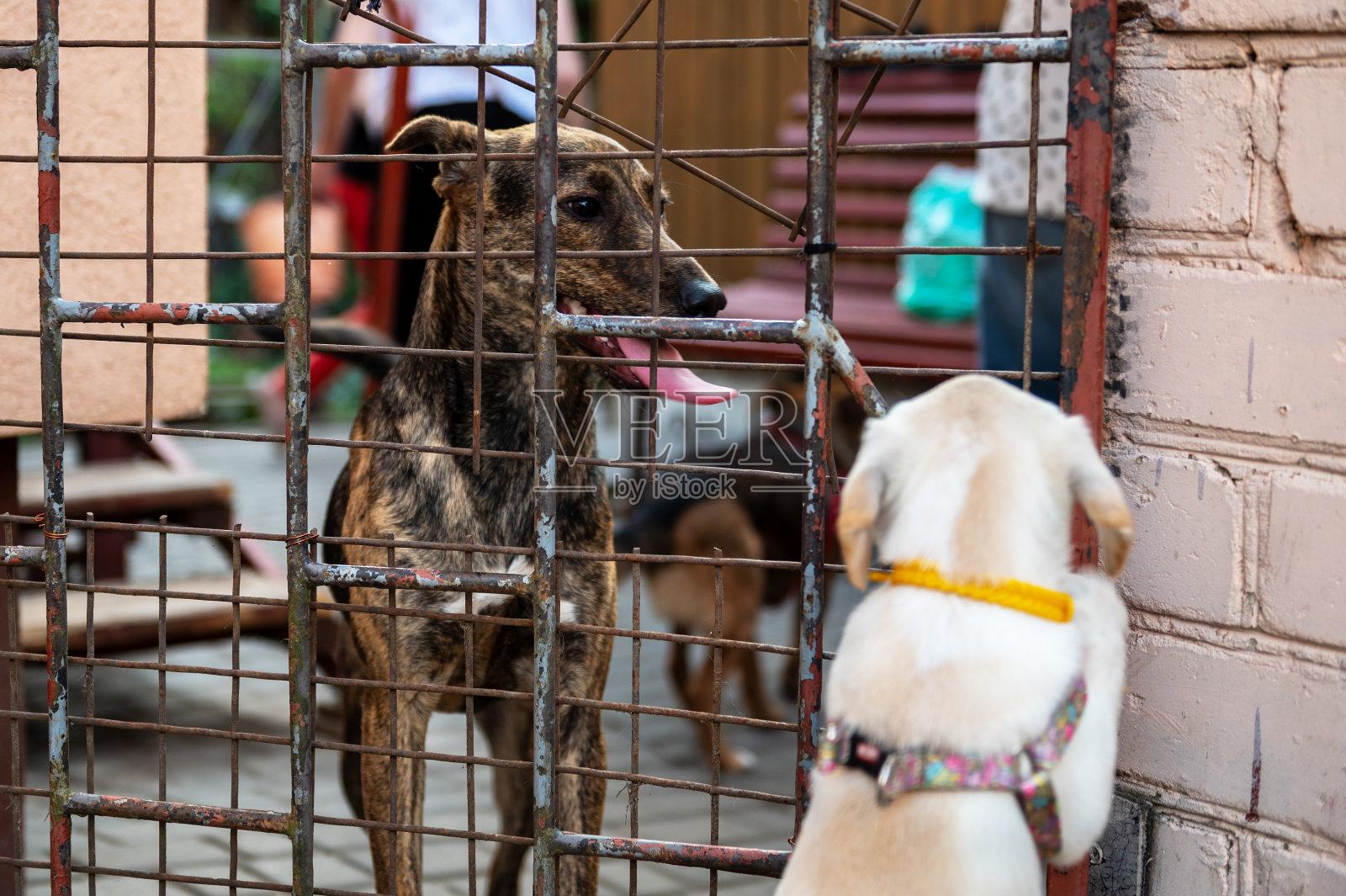 动物收容所里等待领养的狗,栅栏后面悲伤的狗,动物收容所里铁栅栏后面的流浪狗照片摄影图片