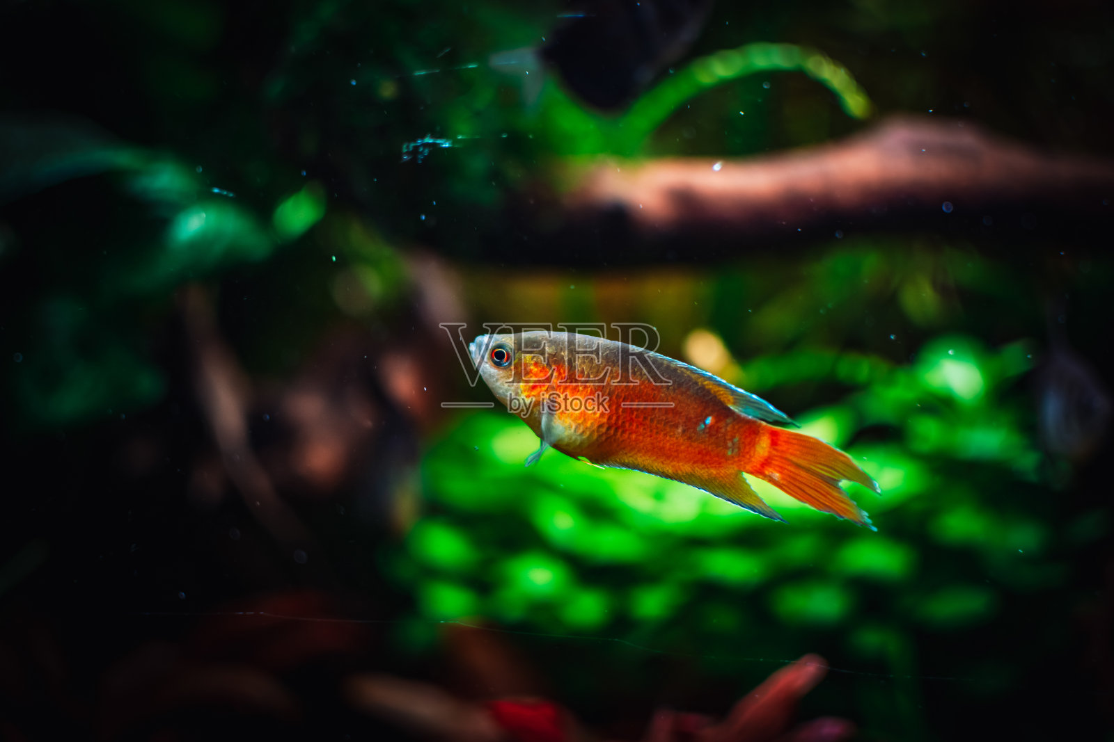 在我的鱼缸里可爱的大豆荚鱼照片摄影图片