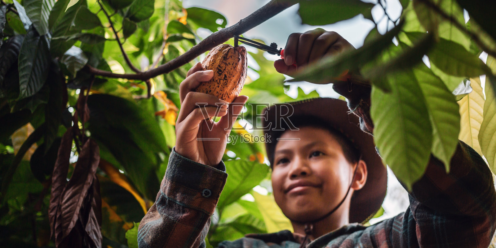 一名亚洲男孩可可种植者使用剪枝剪从可可树上剪下可可荚或成熟的黄可可。收获农业可可产业生产。照片摄影图片