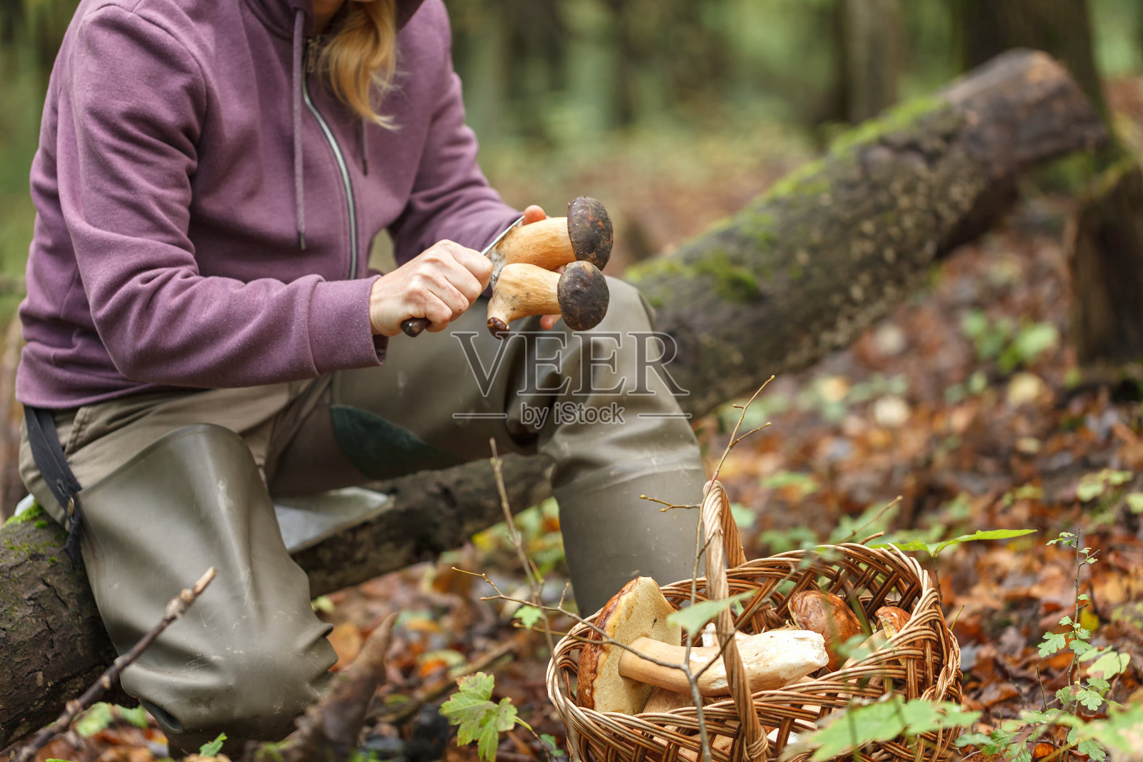 球茎草。收集蘑菇。手里的蘑菇照片摄影图片