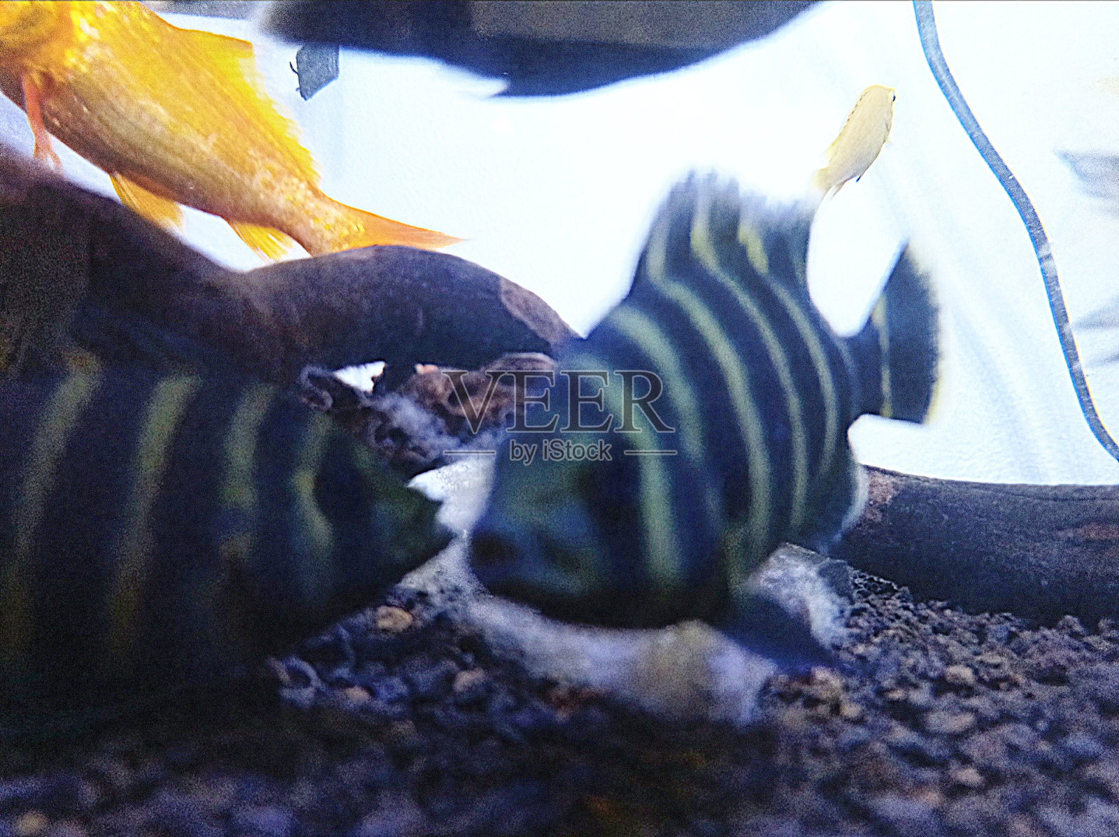 观赏鱼照片摄影图片