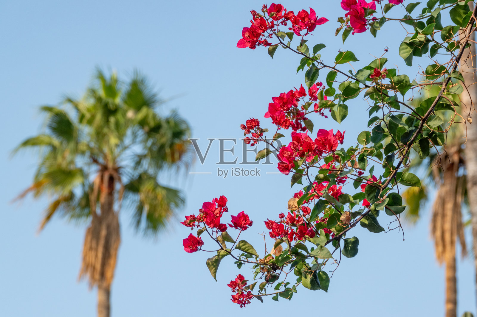 摩洛哥马拉喀什的三角梅照片摄影图片