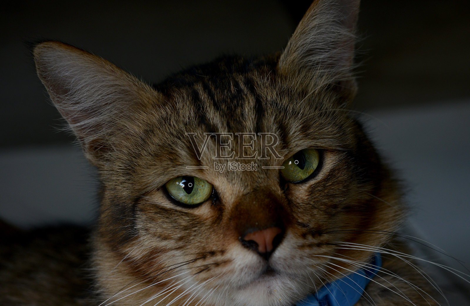 猫的脸照片摄影图片