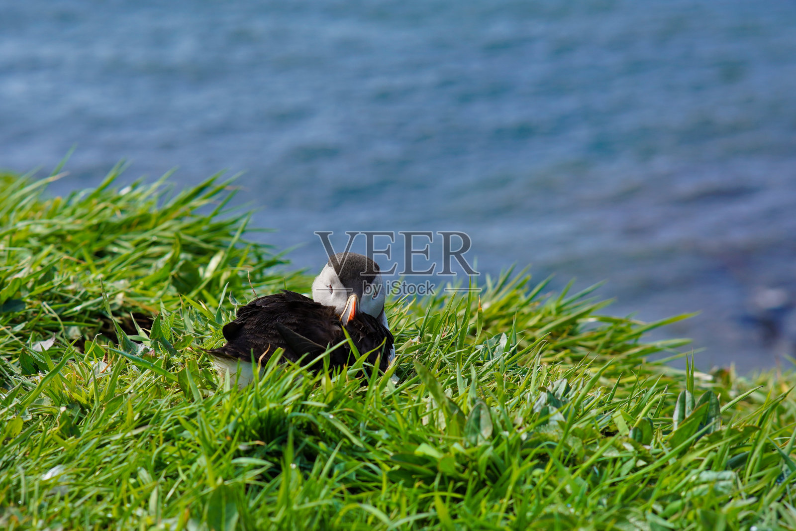 苏格兰伦加岛上的大西洋海雀照片摄影图片