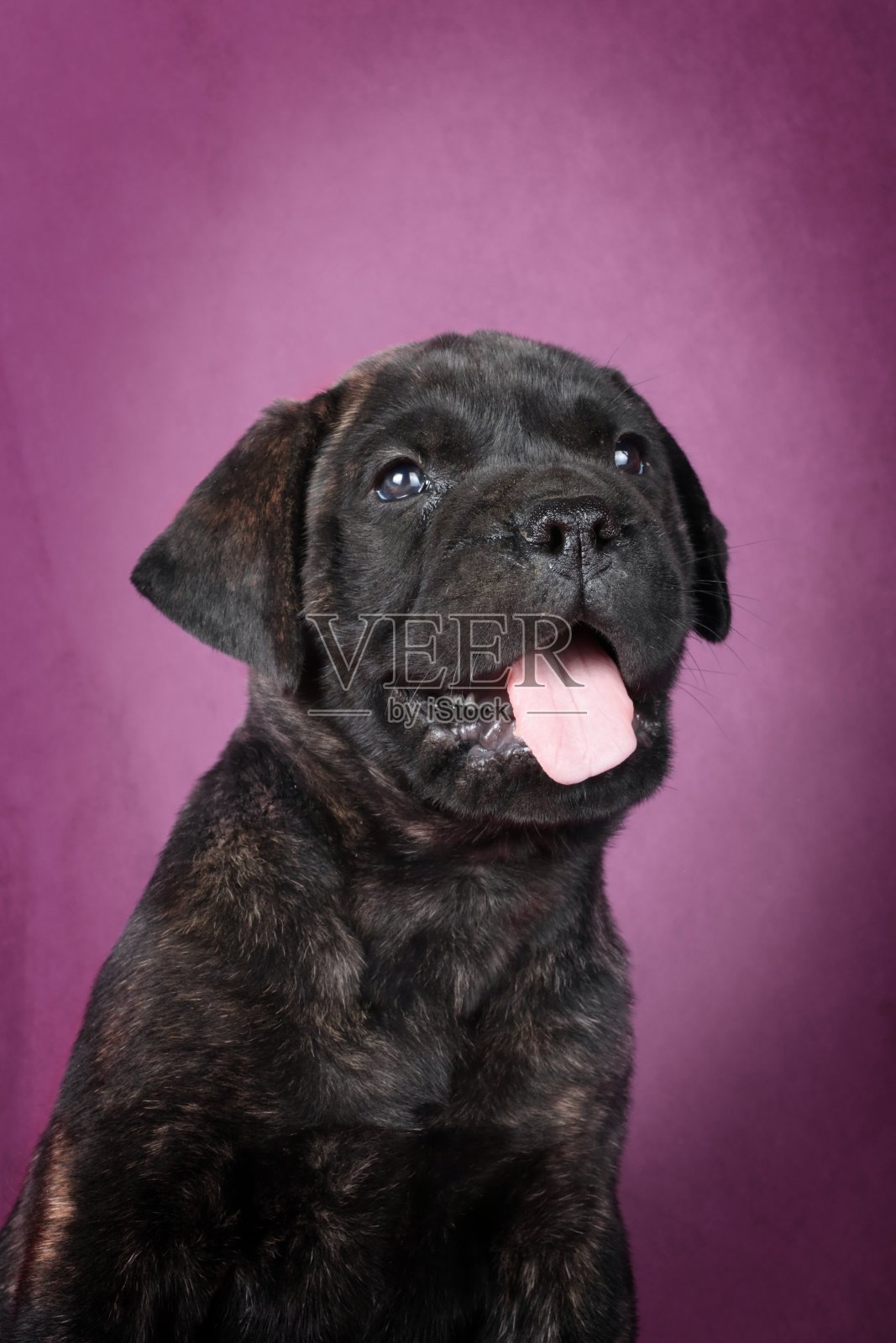斗牛犬幼犬的肖像孤立在紫色照片摄影图片