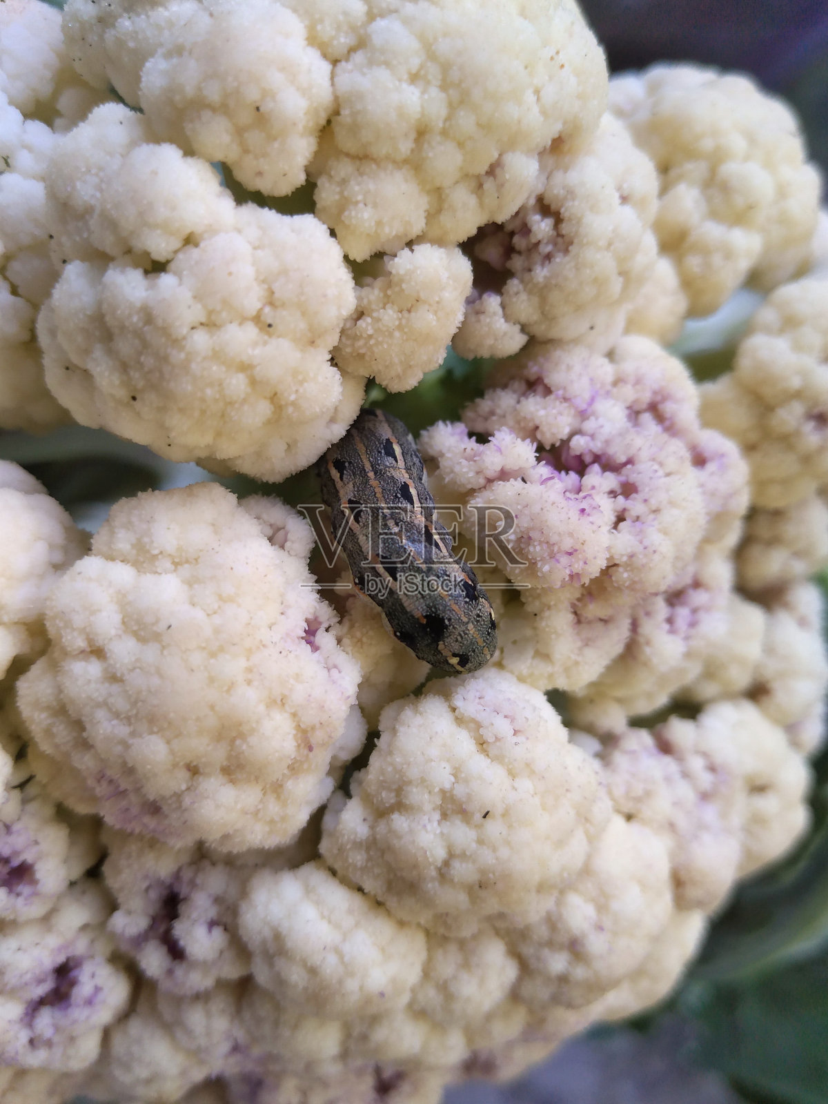 花椰菜或花椰菜是一种植物,属于甘蓝属的芽孢菌群照片摄影图片