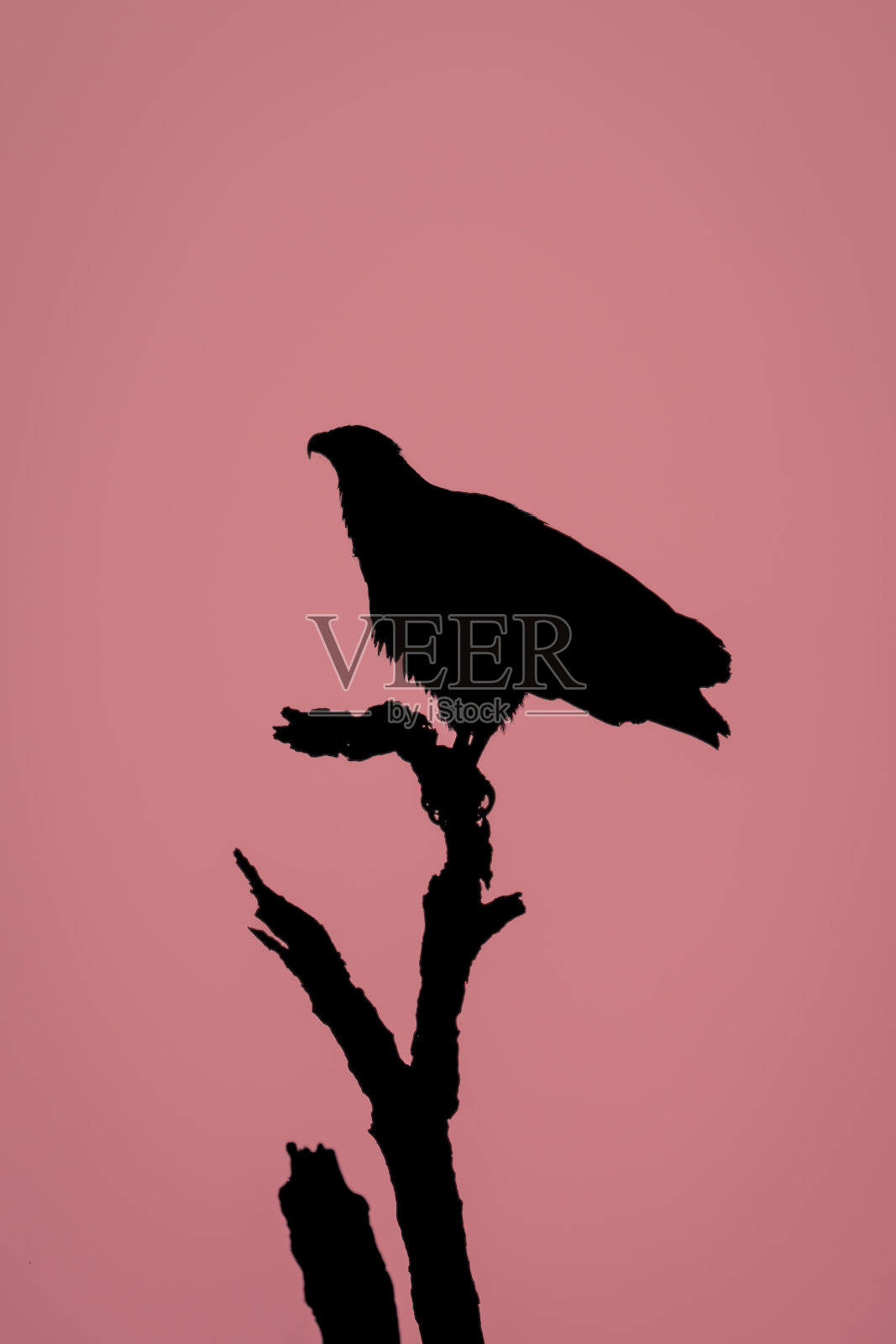 死树上的非洲鱼鹰剪影照片摄影图片