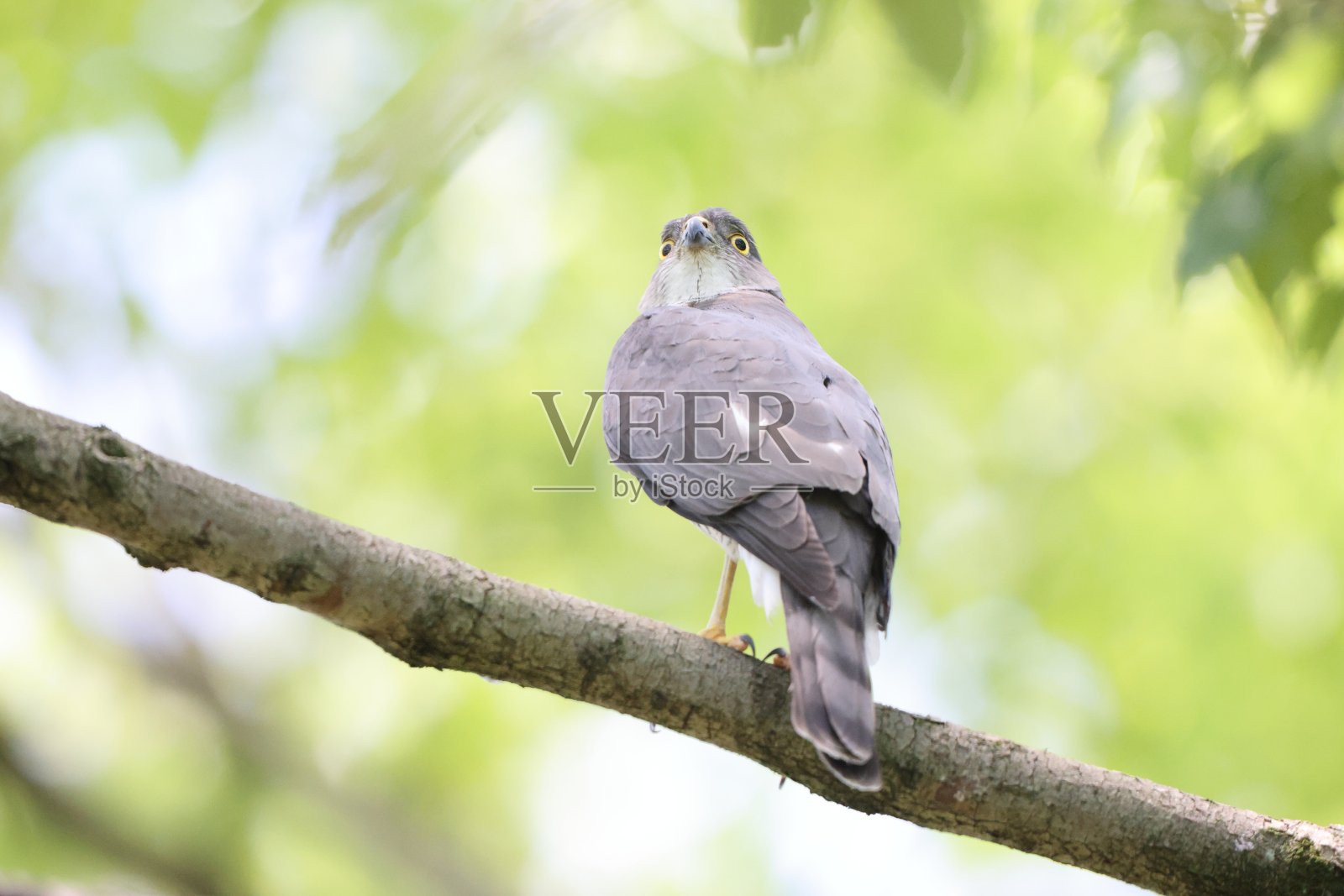 日本小雀鹰雌性照片摄影图片