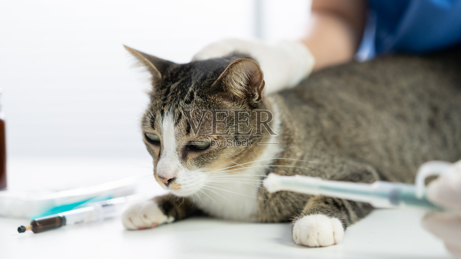 兽医抱着可爱的小猫Â在兽医诊所。Â Â宠物检查和疫苗接种。卫生保健照片摄影图片