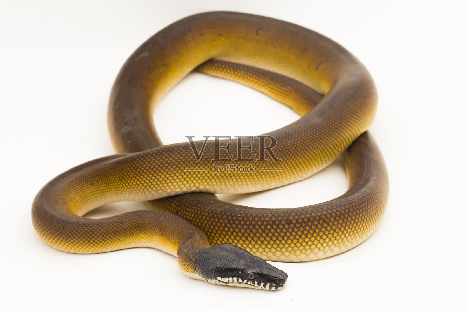 金色阿尔伯特蛇,白色背景上的白唇蟒蛇(Leiopython Albertisi)照片摄影图片