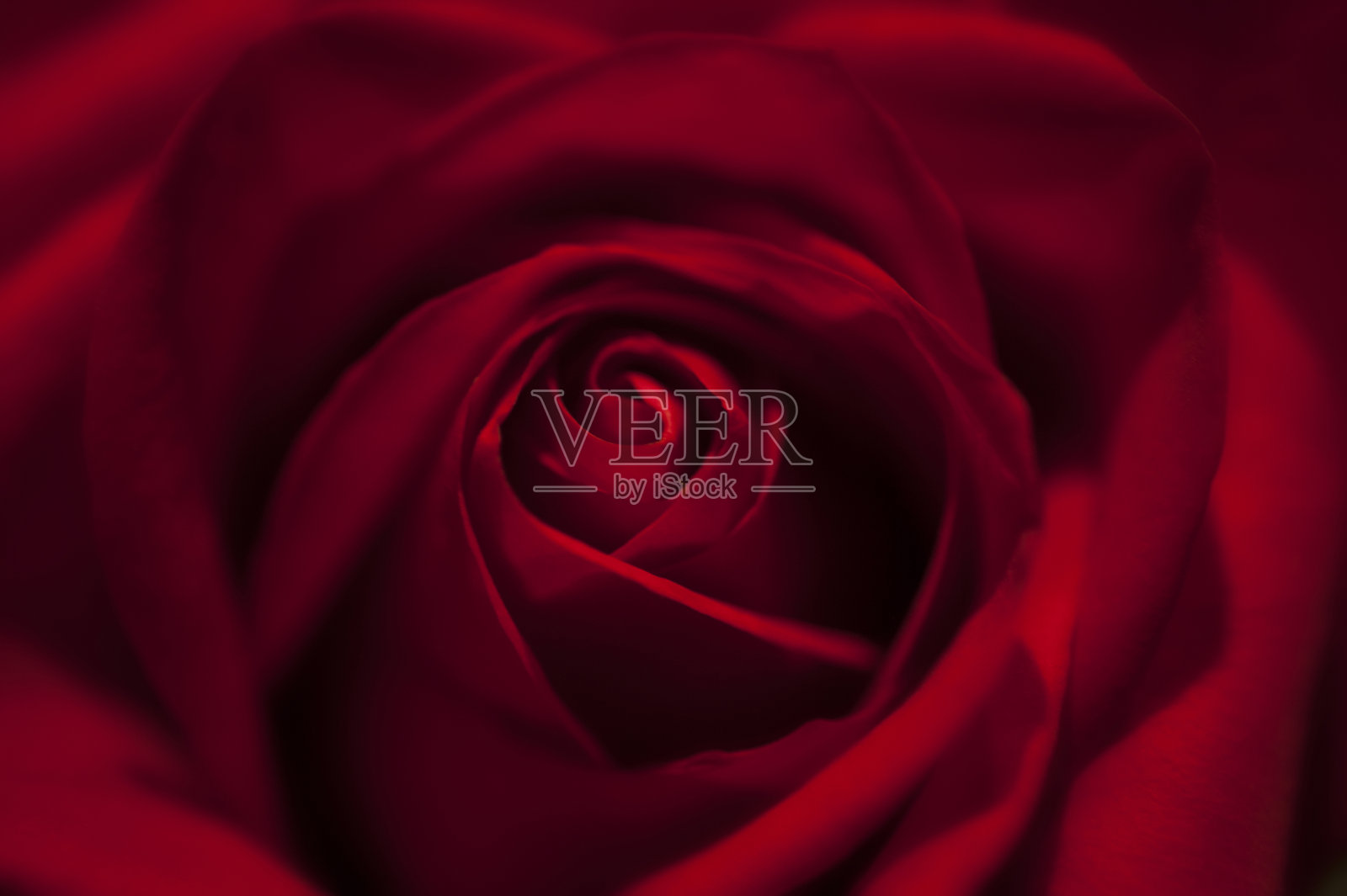 鲜红的玫瑰照片摄影图片