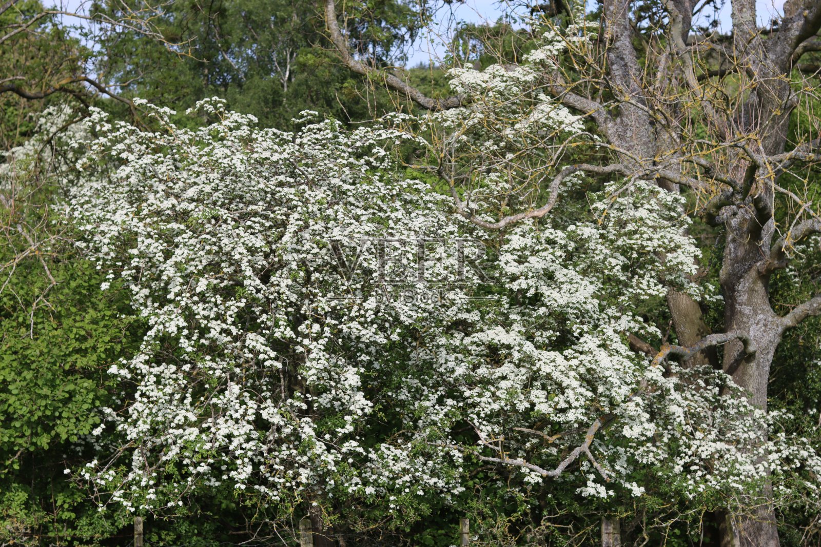 山楂树覆盖着白色,五月在阳光下开花照片摄影图片
