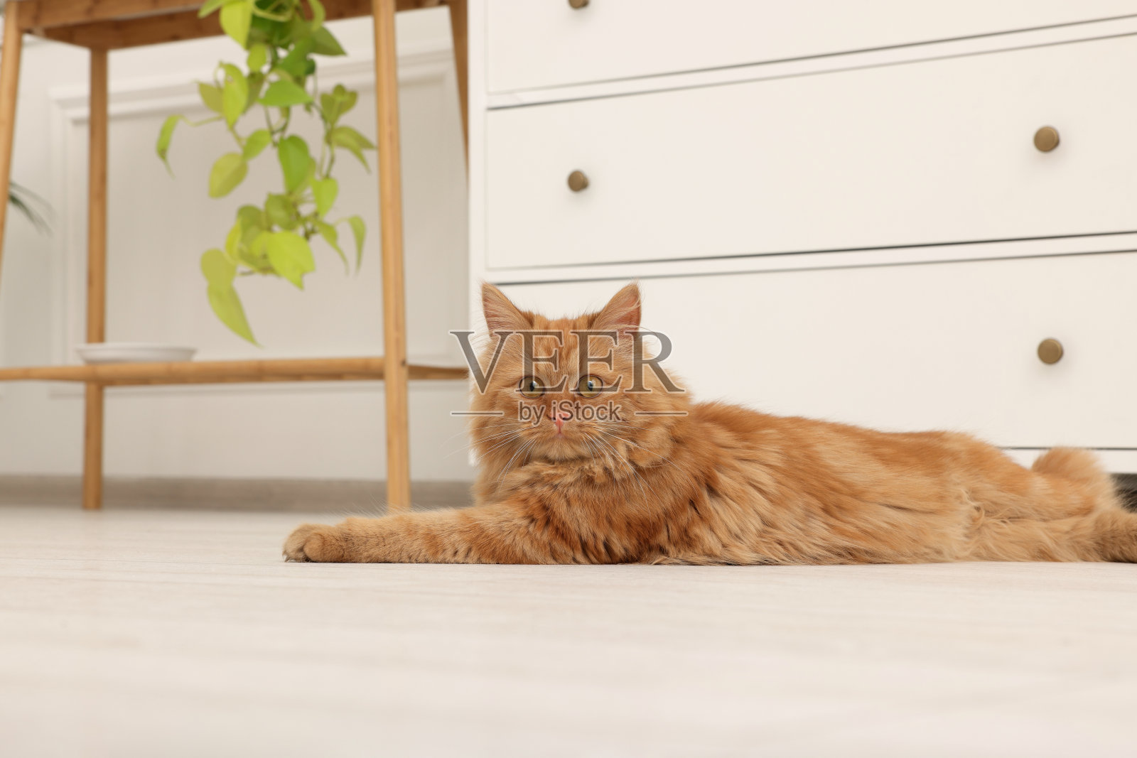 家里地板上可爱的红猫照片摄影图片