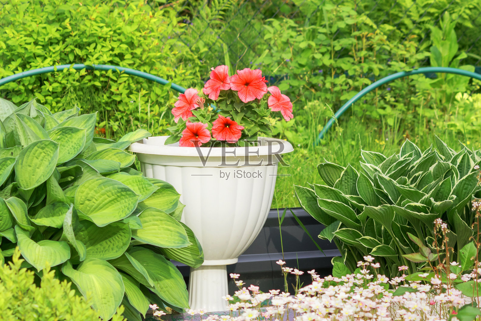 在一个大的白色装饰花园花盆盛开的鲜红色牵牛花。照片摄影图片