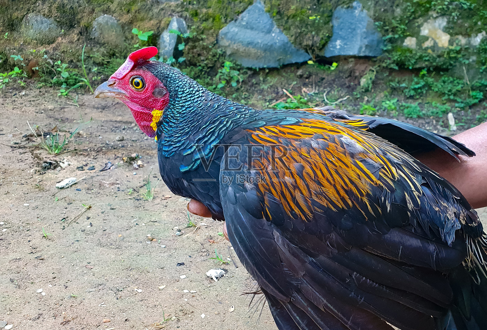 绿丛林雉或野鸡。手抓野鸡。照片摄影图片