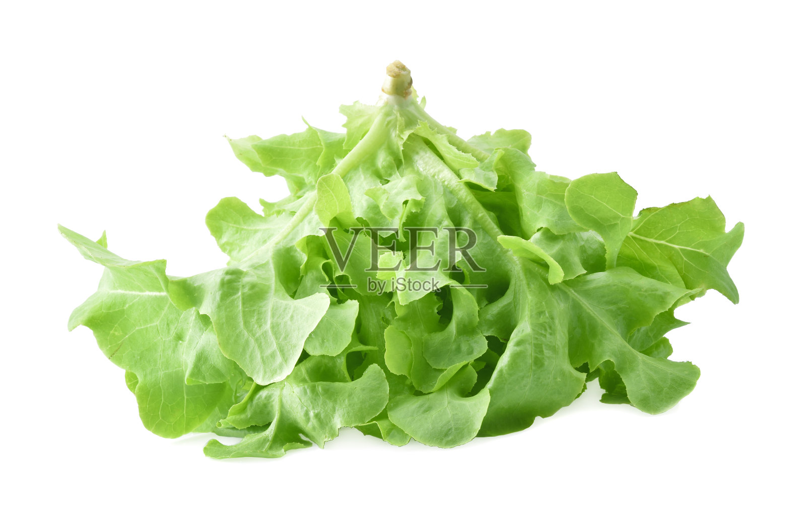 白色背景上的绿色橡树生菜照片摄影图片