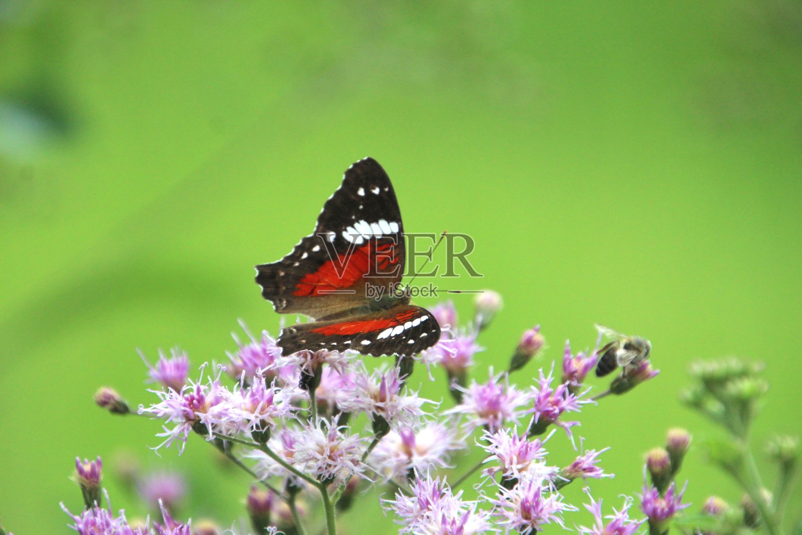 昆虫蝴蝶照片摄影图片