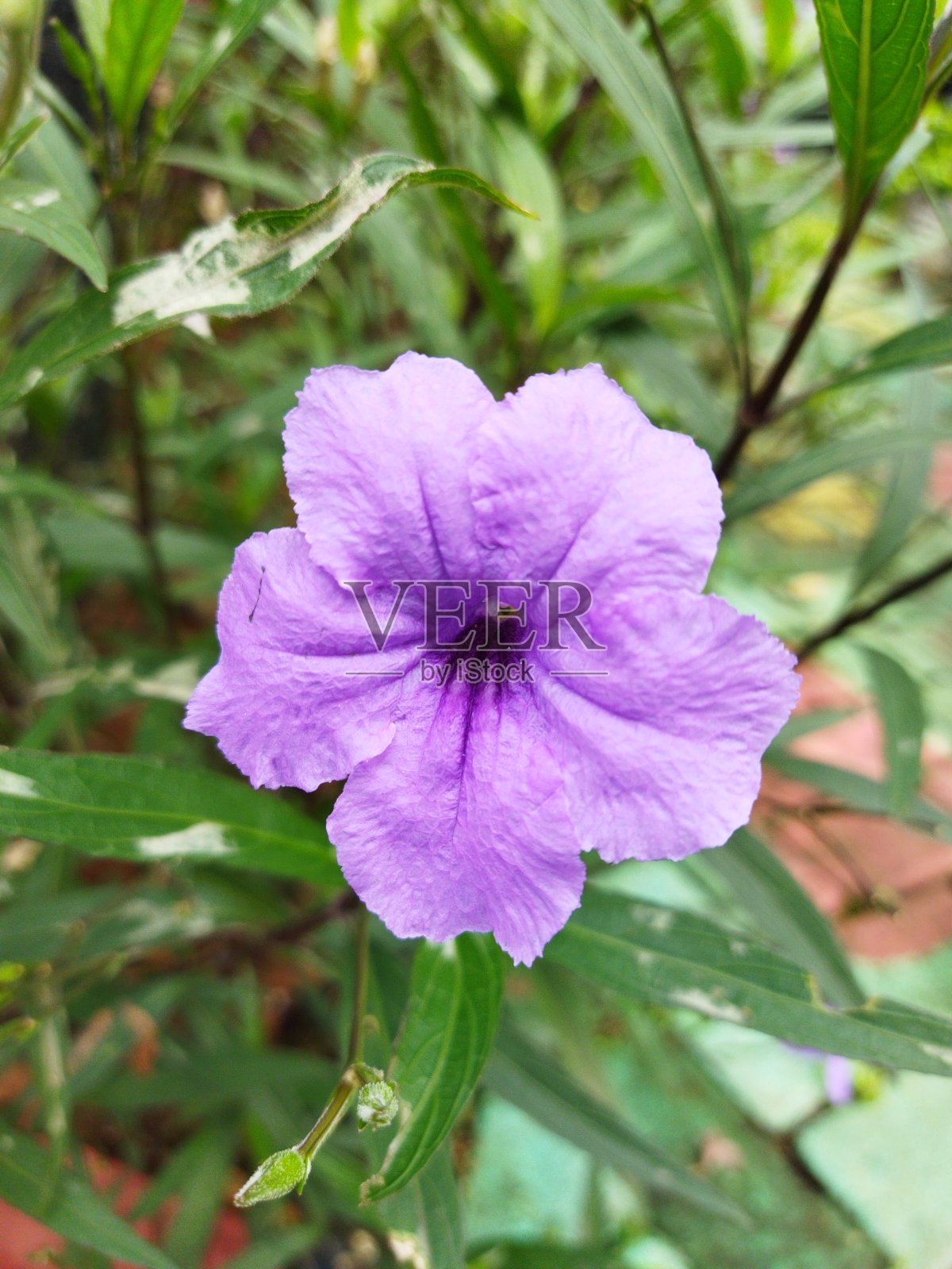 紫色花朵特写照片摄影图片