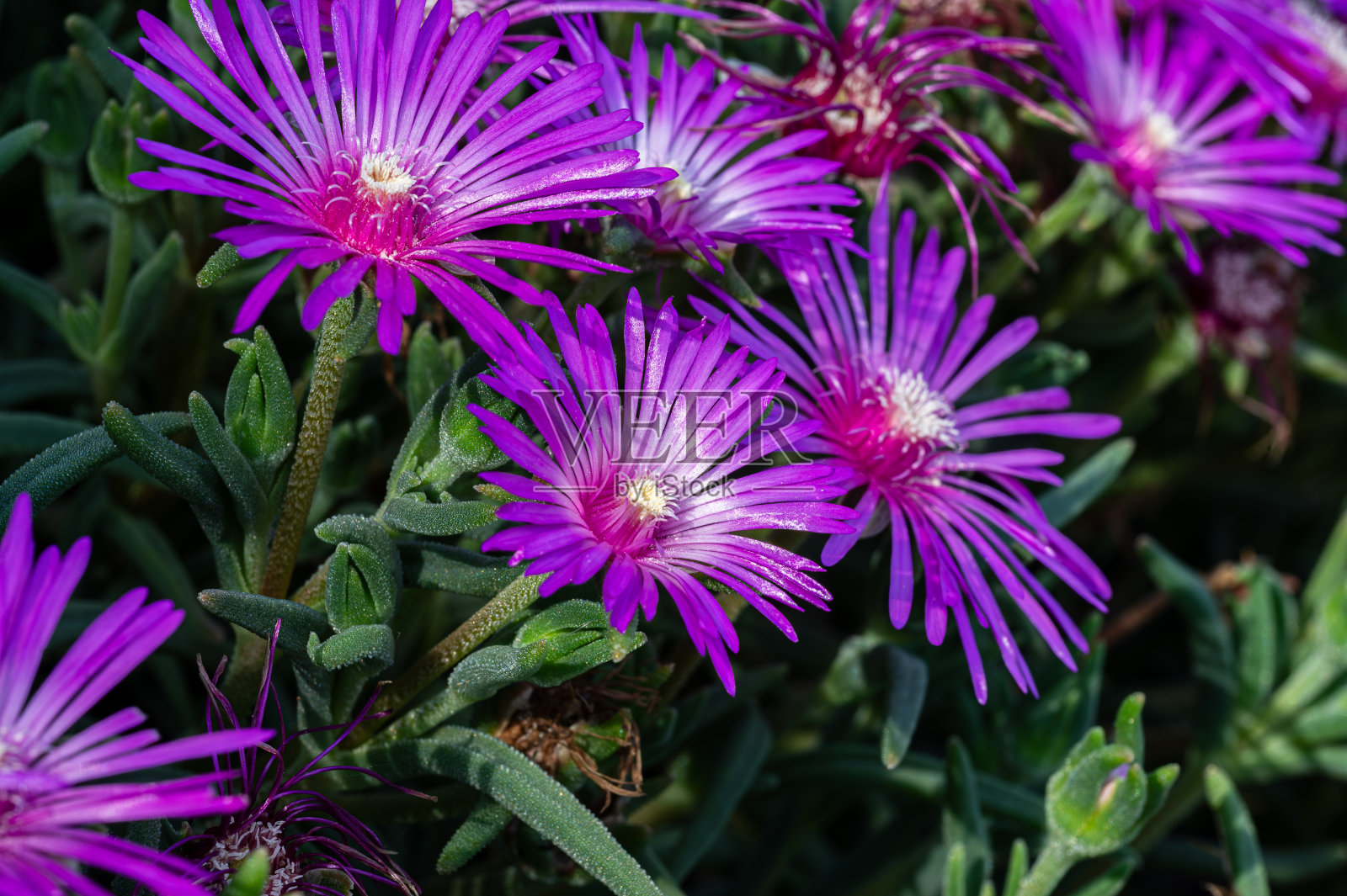 壮观的夏季照片的菊花花照片摄影图片