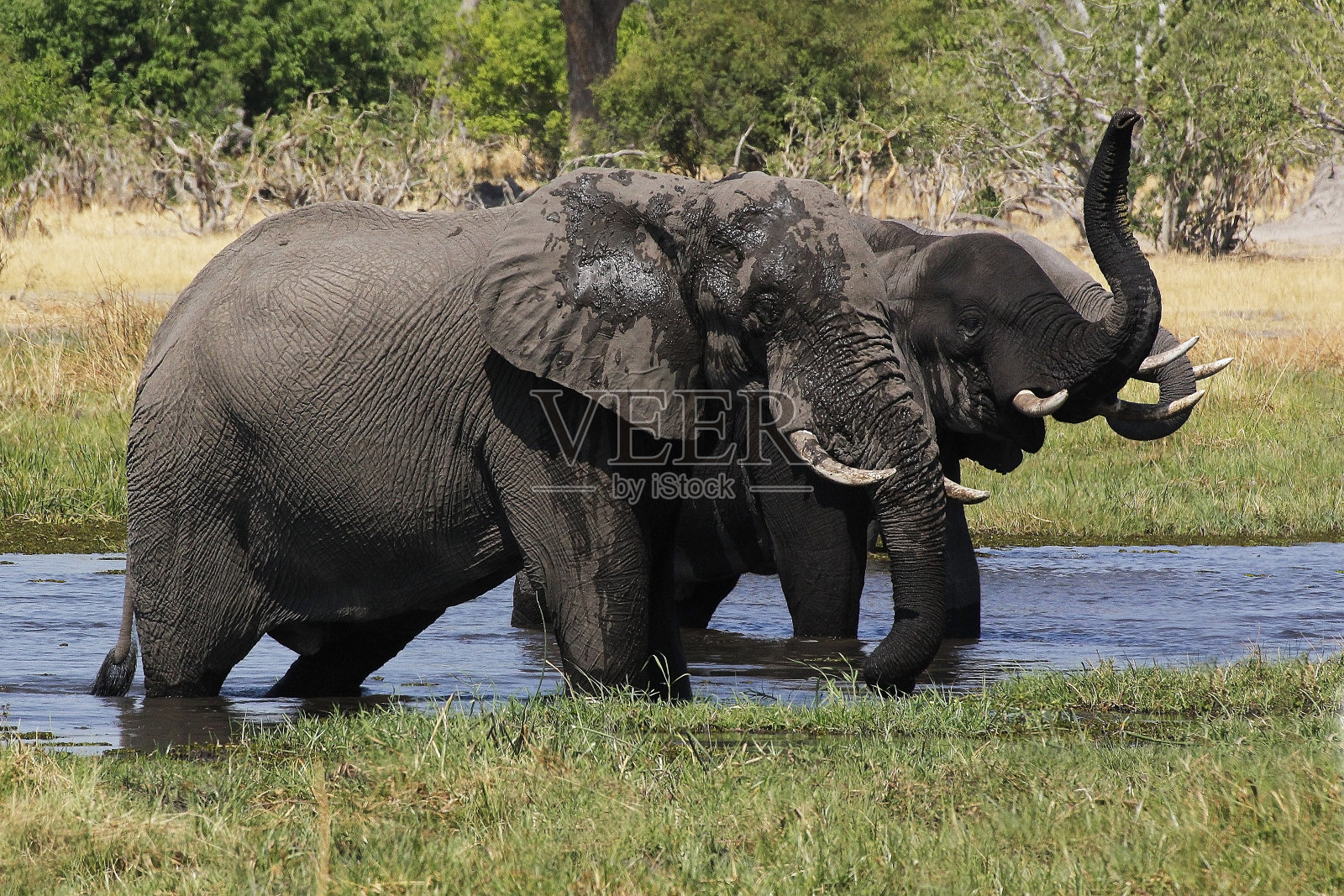 非洲象,loxodonta africana,群站在水里,科瓦伊河,莫雷米保护区,奥卡万戈三角洲,博茨瓦纳照片摄影图片
