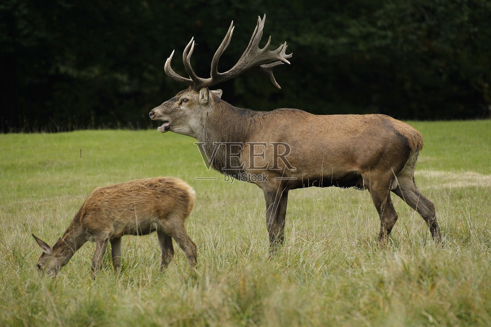 瑞典,发情季节的马鹿,鹿茸,雄鹿照片摄影图片