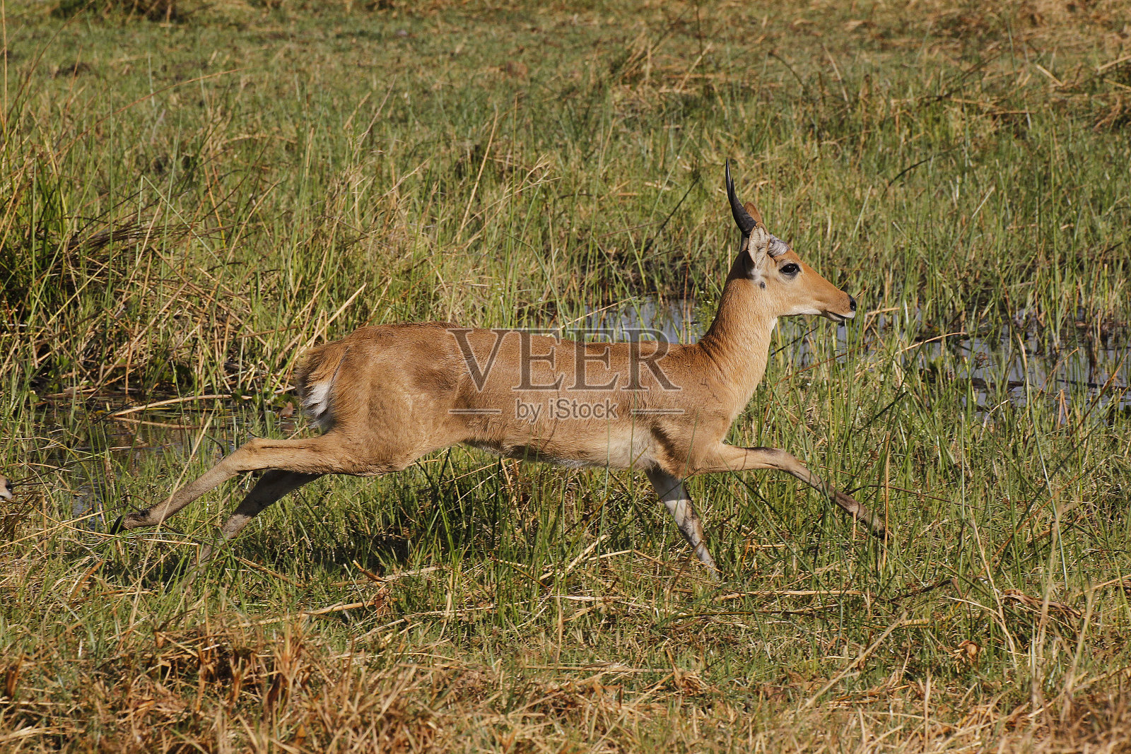 芦苇,野樱草,雄性跑步,莫雷米保护区,博茨瓦纳的奥卡万戈三角洲照片摄影图片