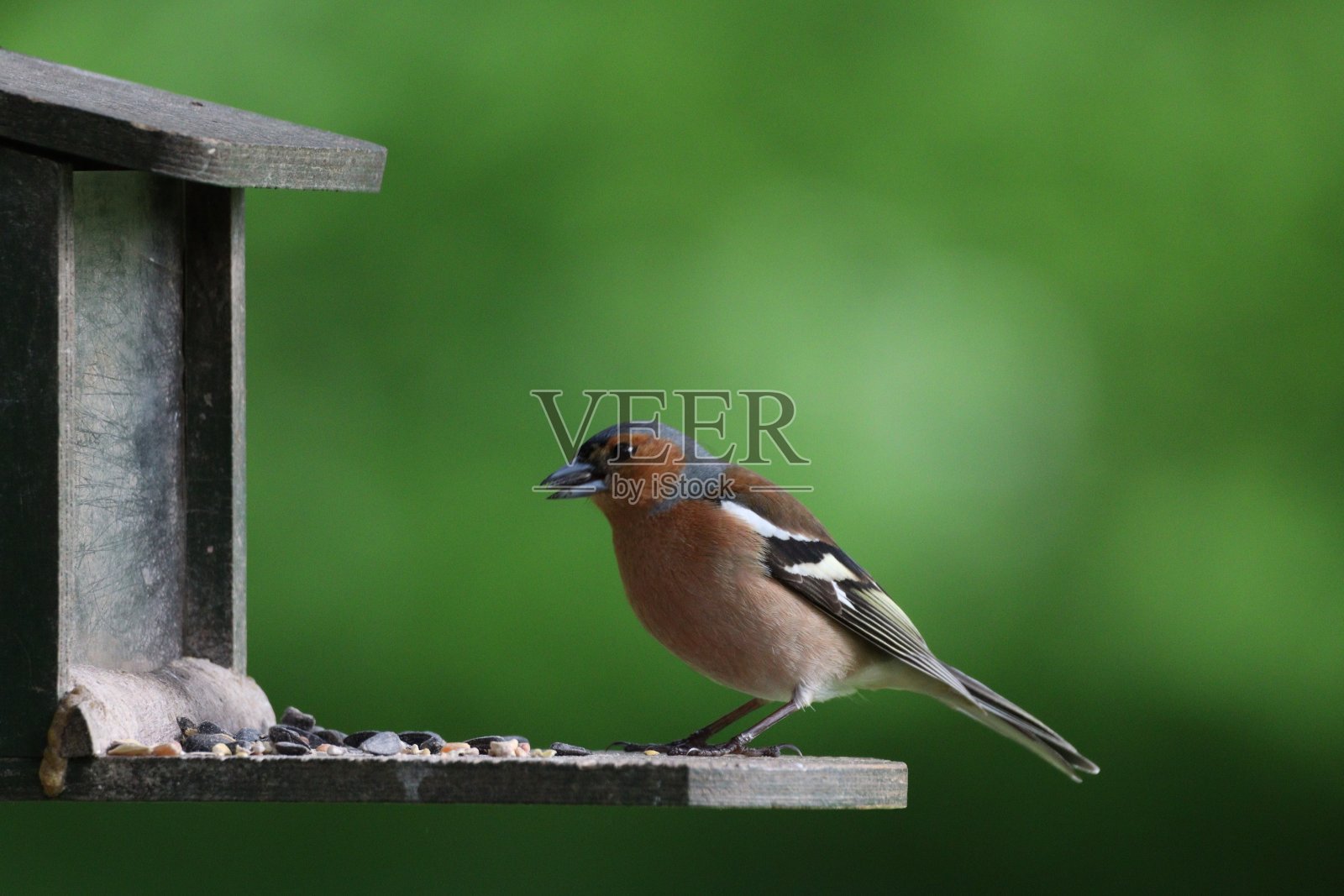 苍头燕雀照片摄影图片