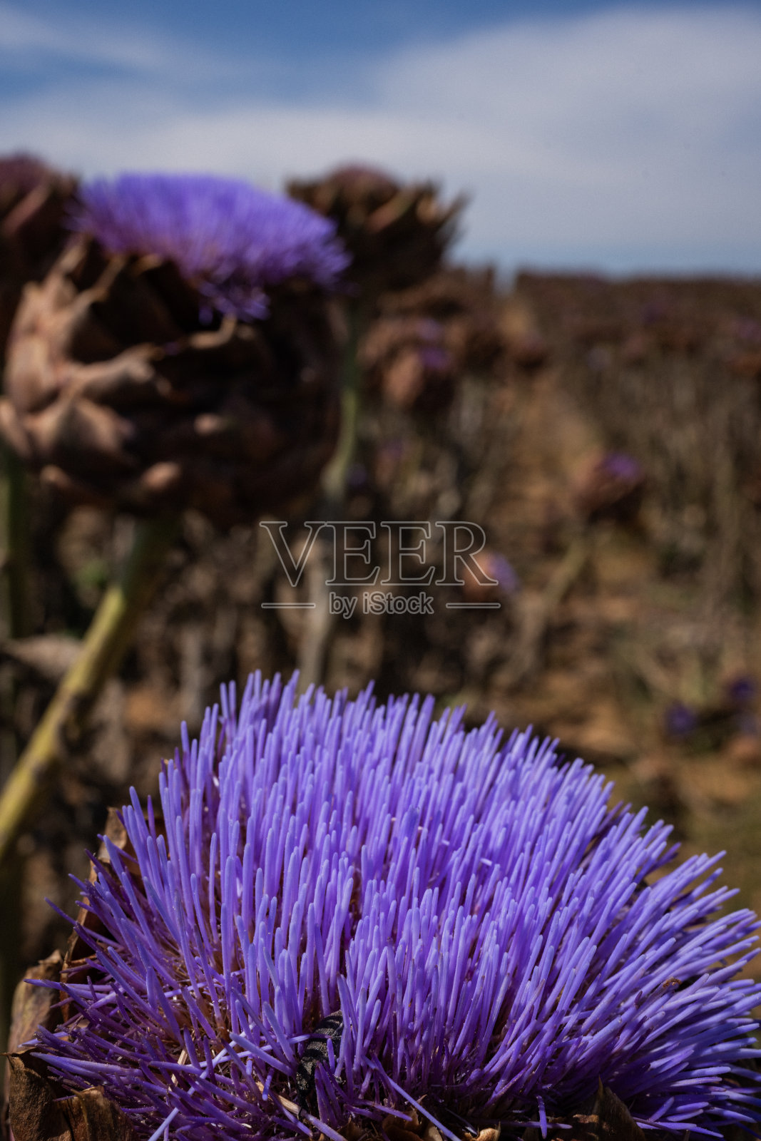 意大利的农业活动:洋蓟盛开的花朵照片摄影图片