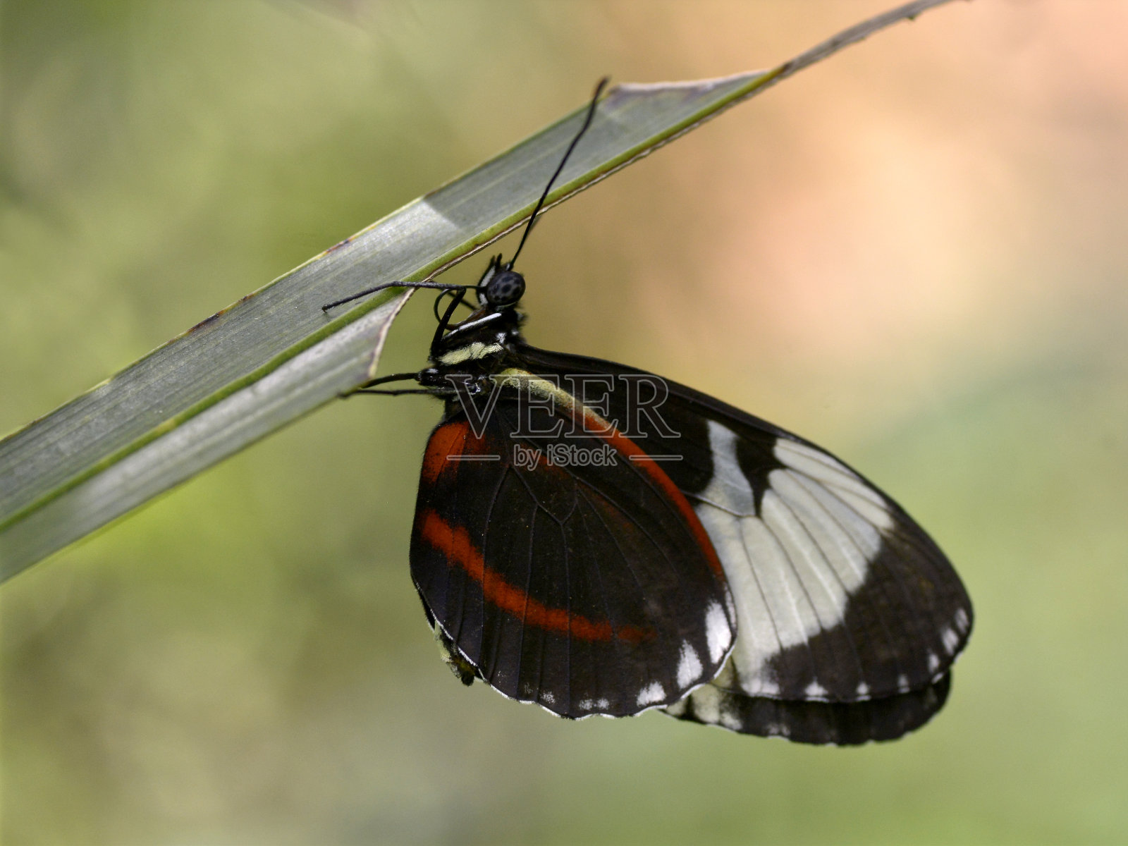 Cydno长翅挂在草地上照片摄影图片
