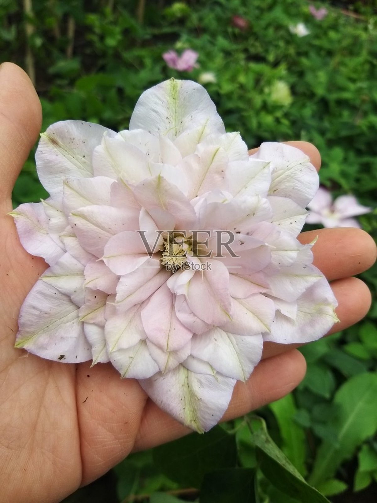 一个人手里拿着一朵粉白色的花。照片摄影图片