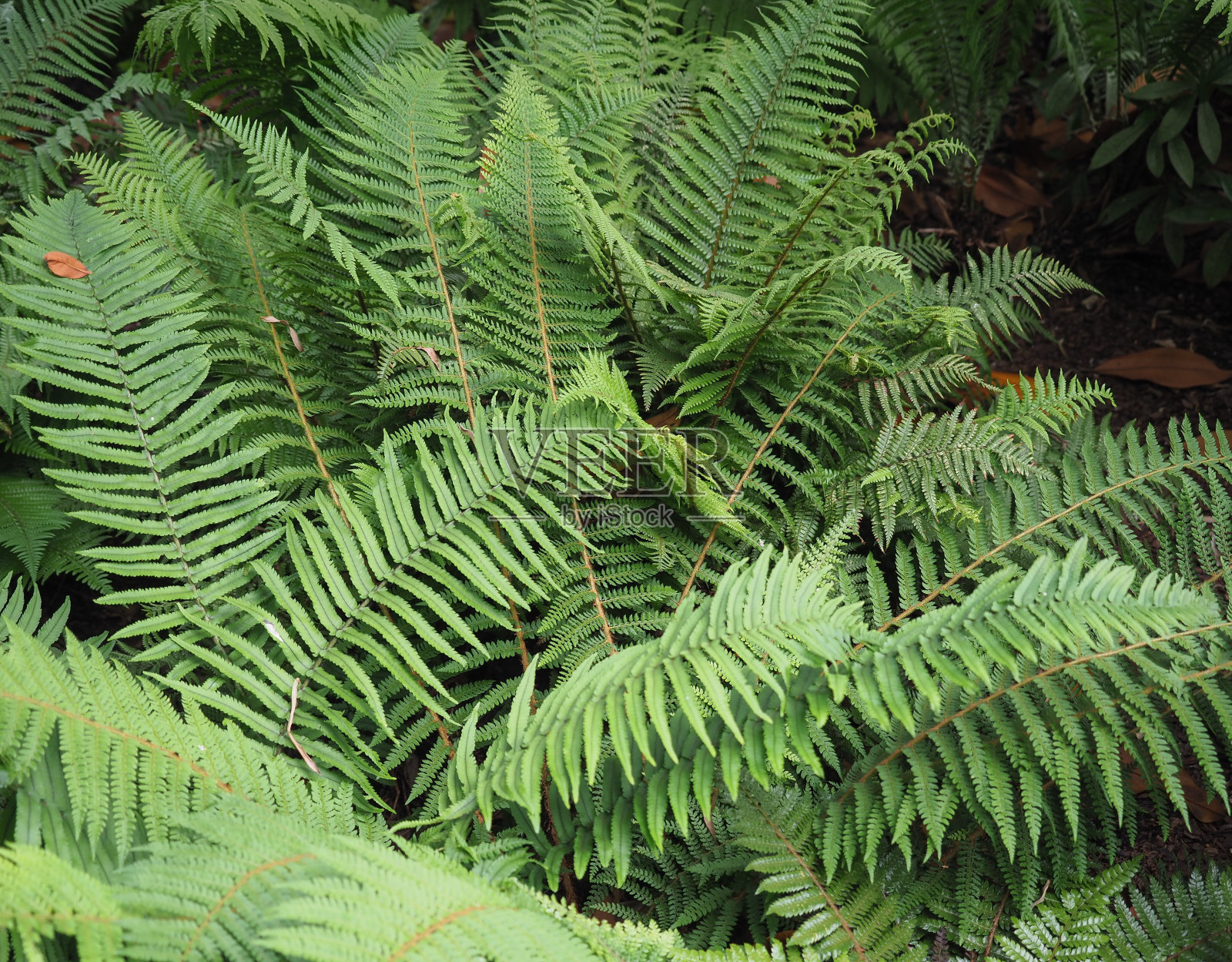 蕨类植物科学家。类。Leptosporangiate照片摄影图片