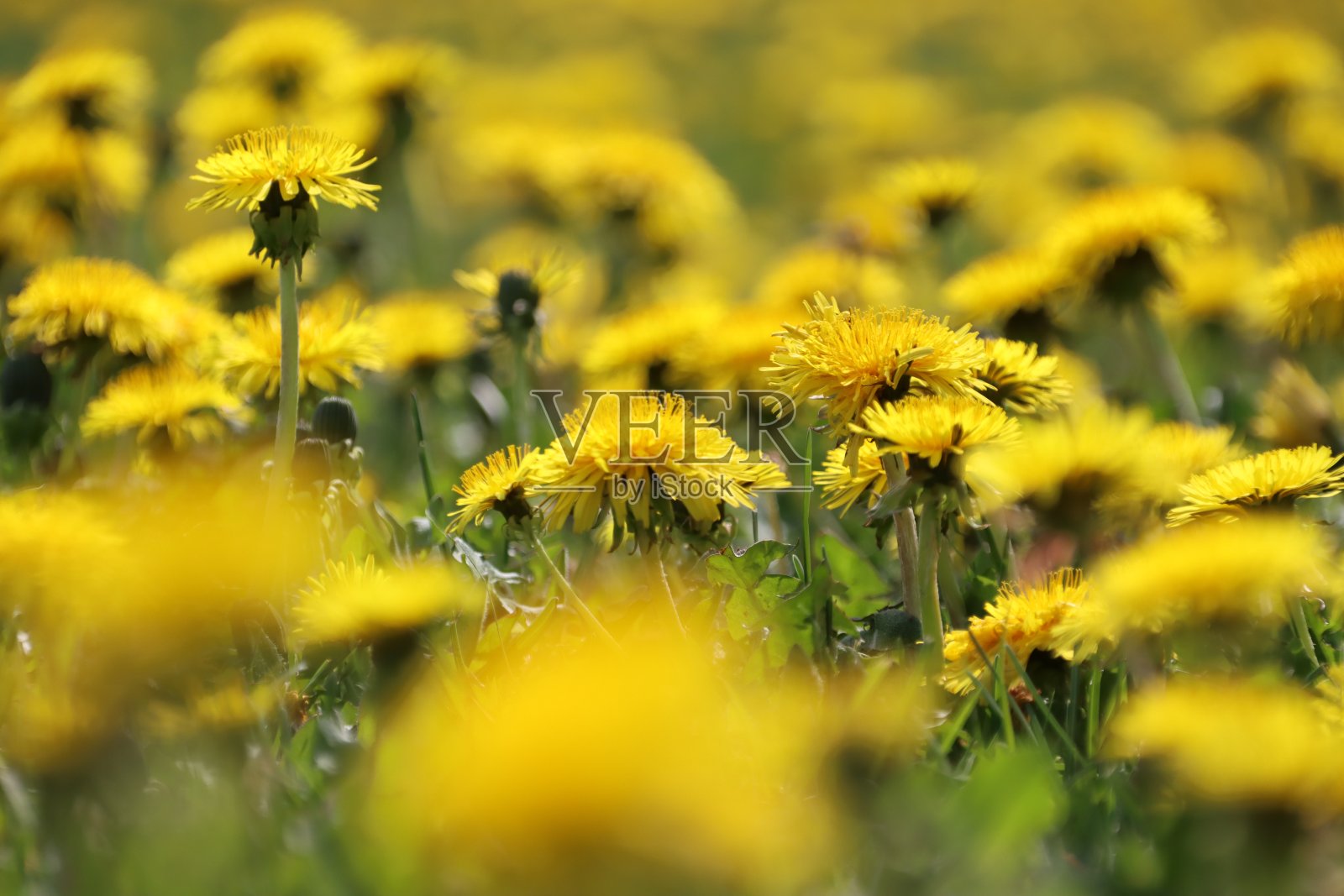 一片蒲公英照片摄影图片