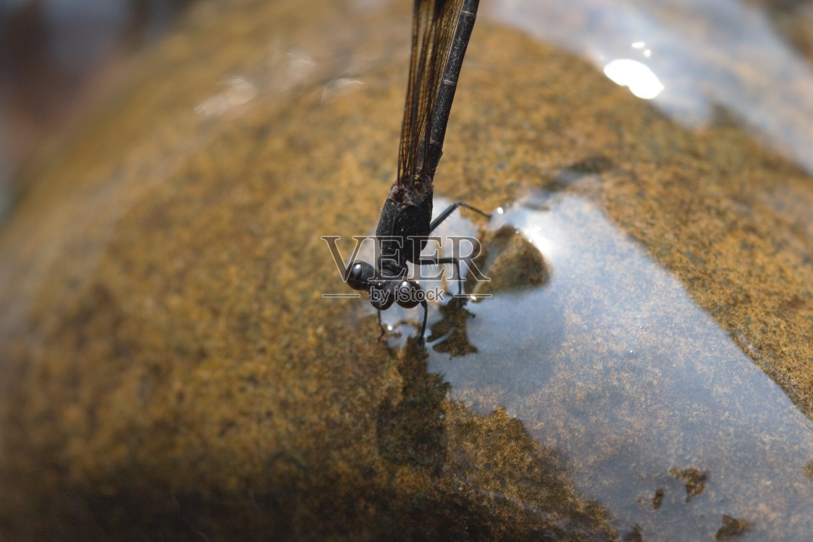 蜻蜓的特写,学名是异翅目照片摄影图片