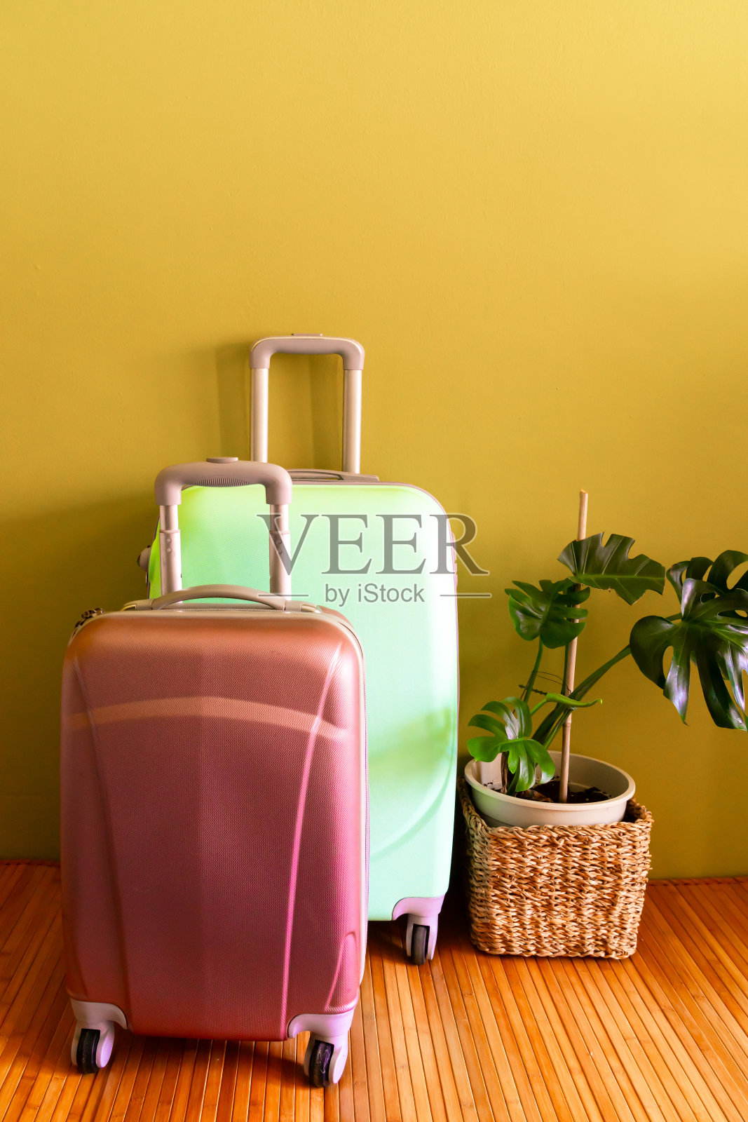 粉红色和薄荷绿色的轮式行李箱,旁边是一株Monstera植物照片摄影图片