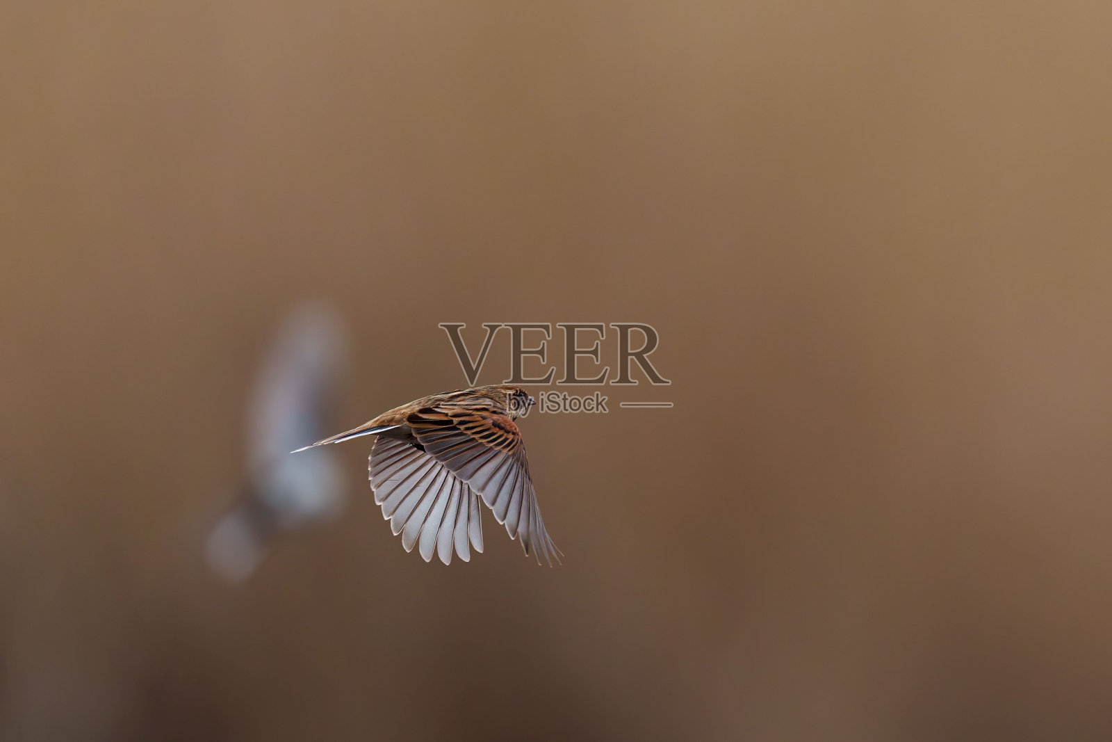 普通的芦苇猎鸟优雅地在晴朗的天空中飞翔,张开翅膀照片摄影图片