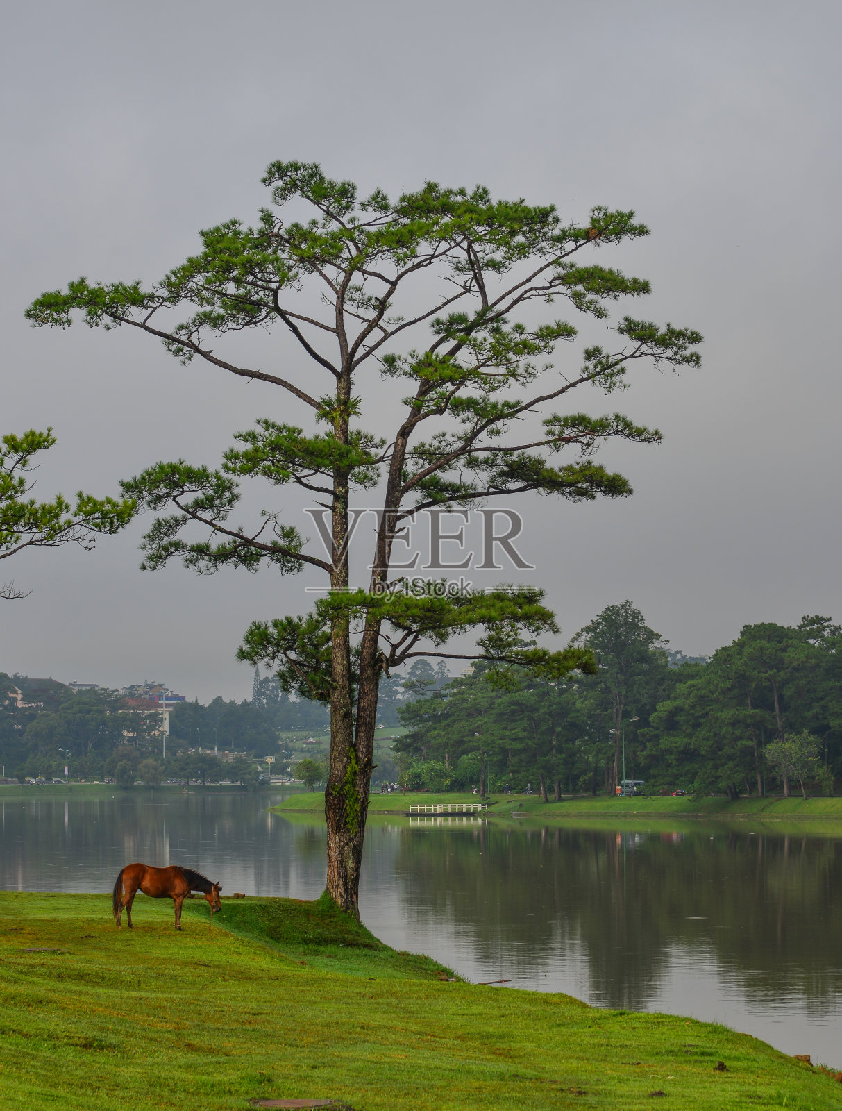 一匹马站在湖边的草地上照片摄影图片