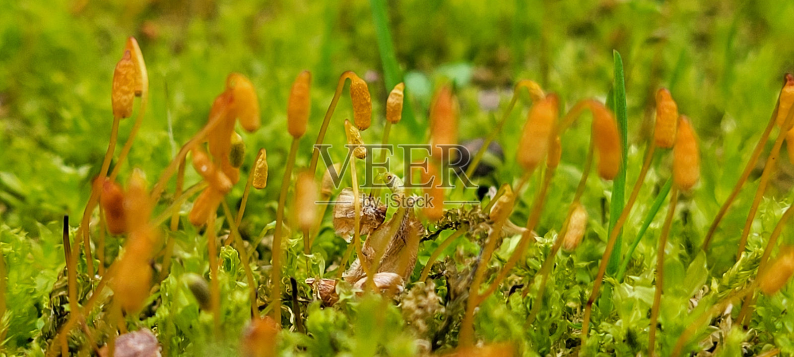 莫斯照片摄影图片