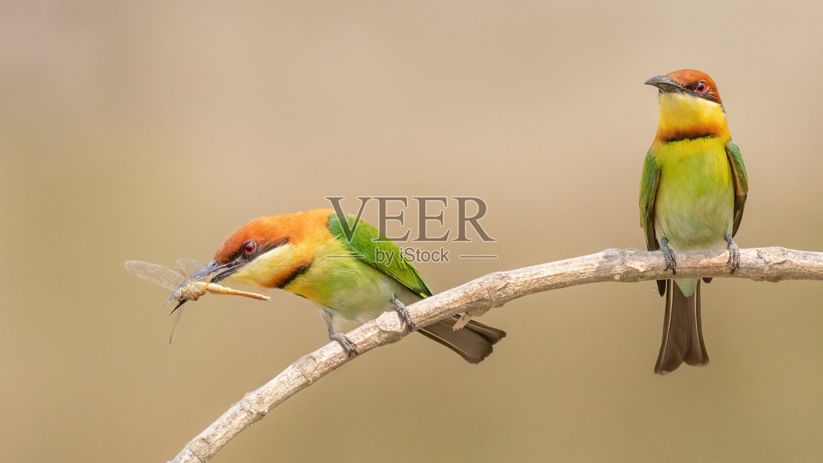 栗头食蜂鸟照片摄影图片